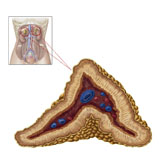 STK700200H
Anatomy of adrenal gland, transverse section.