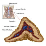 STK700201H
Anatomy of adrenal gland, transverse section.