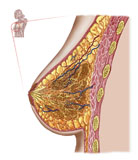 STK700202H
Anatomy of the female breast.