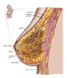 STK700203H
Anatomy of the female breast.