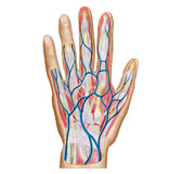 STK700204H
Anatomy of back of human hand.
