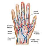 STK700205H
Anatomy of back of human hand.