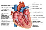 STK700206H
Anatomy of heart interior, frontal section.