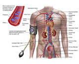 STK700209H
Blood pressure and circulatory system.