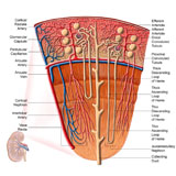 STK700211H
Anatomy of human kidney function.