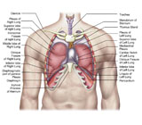 STK700213H
Anatomy of human lungs in situ.