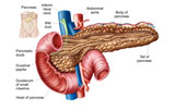 STK700215H
Anatomy of pancreas.