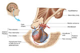 STK700217H
Anatomy of pituitary gland.