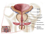 STK700219H
Anatomy of prostate gland.
