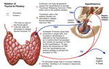 STK700221H
Relation of thyroid and pituitary gland.