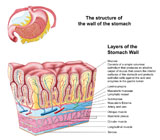 STK700225H
Anatomy of the structure and layers of the stomach wall.