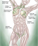 STK700227H
Anatomy of superficial (surface) lymphatics.