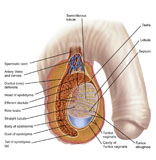 STK700233H
Anatomy of male testis.