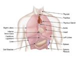 STK700235H
Biomedical illustration of human respiratory and digestive system.