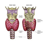 STK700237H
Anatomy of thyroid gland with larynx & cartilage.