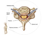 STK700241H
Anatomy of human vertebra.