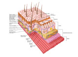 STK700242H
Anatomy of the human skin.