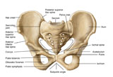STK700244H
Anatomy of human pelvic bone.