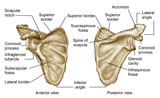 STK700246H
Medical illustration of human scapula bone.