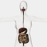 STK700250H
Medical illustration of the human digestive system.