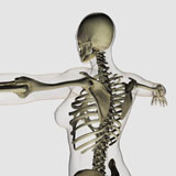 STK700256H
Three dimensional view of female upper back and skeletal system.