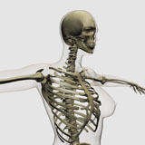 STK700265H
Three dimensional view of female rib cage and skeletal system.