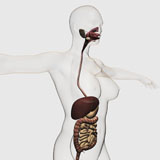 STK700266H
Medical illustration of the human digestive system.
