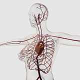STK700269H
Medical illustration of female circulatory system.