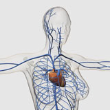 STK700271H
Medical illustration of circulatory system with heart and veins.