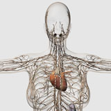 STK700274H
Medical illustration of female lymphatic system with heart.