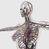 STK700278H
Medical illustration of arteries, veins and lymphatic system in female chest area.