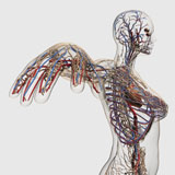 STK700279H
Medical illustration of arteries, veins and lymphatic system in female chest area.