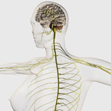 STK700293H
Medical illustration of the human nervous system and brain.