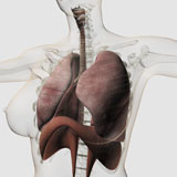 STK700297H
Three dimensional view of the female respiratory system.
