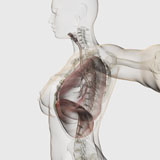 STK700298H
Three dimensional view of the female respiratory system.