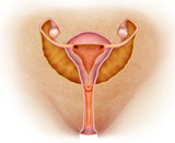 STK700336H
Medical illustration of female genital organs.