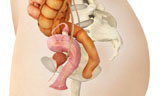 STK700337H
Medical illustration of female genital organs.