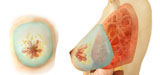 STK700338H
Medical illustration of female breast.