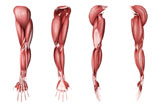 STK700339H
Medical illustration of human arm muscles, four side views.