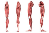 STK700340H
Medical illustration of human leg muscles, four side views.