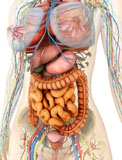 STK700341H
Female body showing digestive and circulatory system.