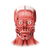 STK700342H
Medical illustration of male facial muscles, front view.