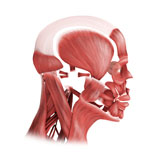 STK700343H
Medical illustration of male facial muscles, side view.