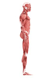 STK700345H
Medical illustration of male muscular system, side view.