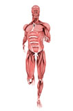 STK700346H
Medical illustration of male muscles running, front view.