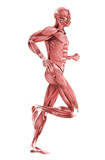 STK700347H
Medical illustration of male muscles running, side view.