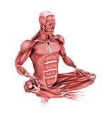 STK700348H
Medical illustration of male muscles in a sitting position.