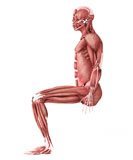 STK700349H
Medical illustration of male muscles in a sitting position.