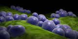 STK700352H
Microscopic view of staphylococcus.