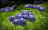 STK700353H
Microscopic view of staphylococcus.